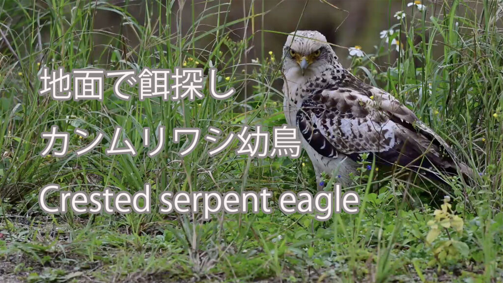 【地面で餌探し】カンムリワシ幼鳥 Crested serpent eagle