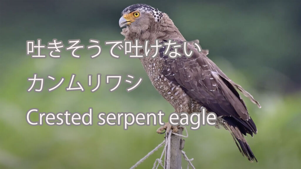 【吐きそうで吐けない】カンムリワシ Crested serpent eagle