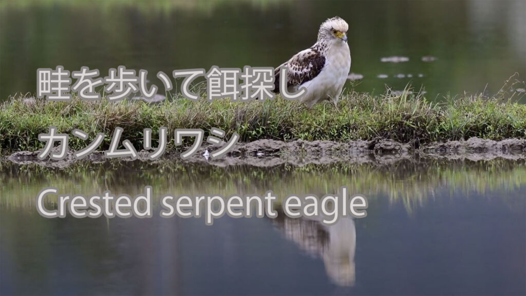 【畦を歩いて餌探し】カンムリワシ Crested serpent eagle