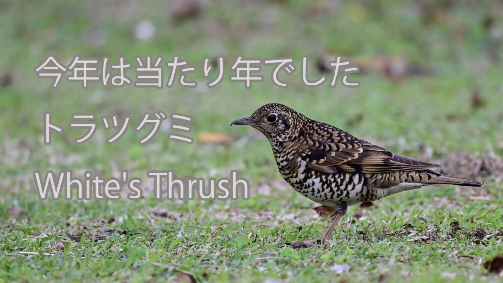 【今年は当たり年でした】トラツグミ White's Thrush