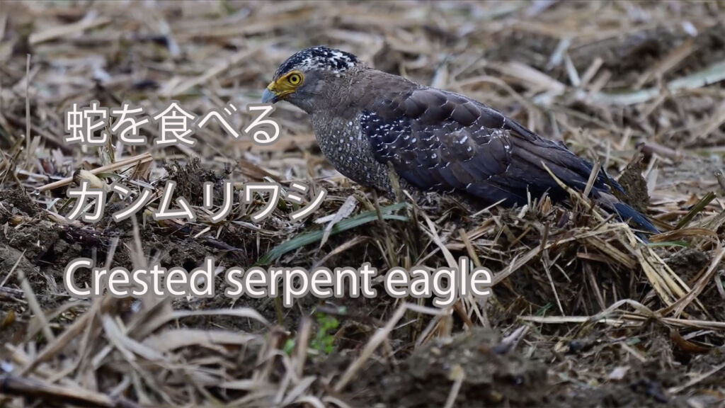 【蛇を食べる】カンムリワシ Crested serpent eagle