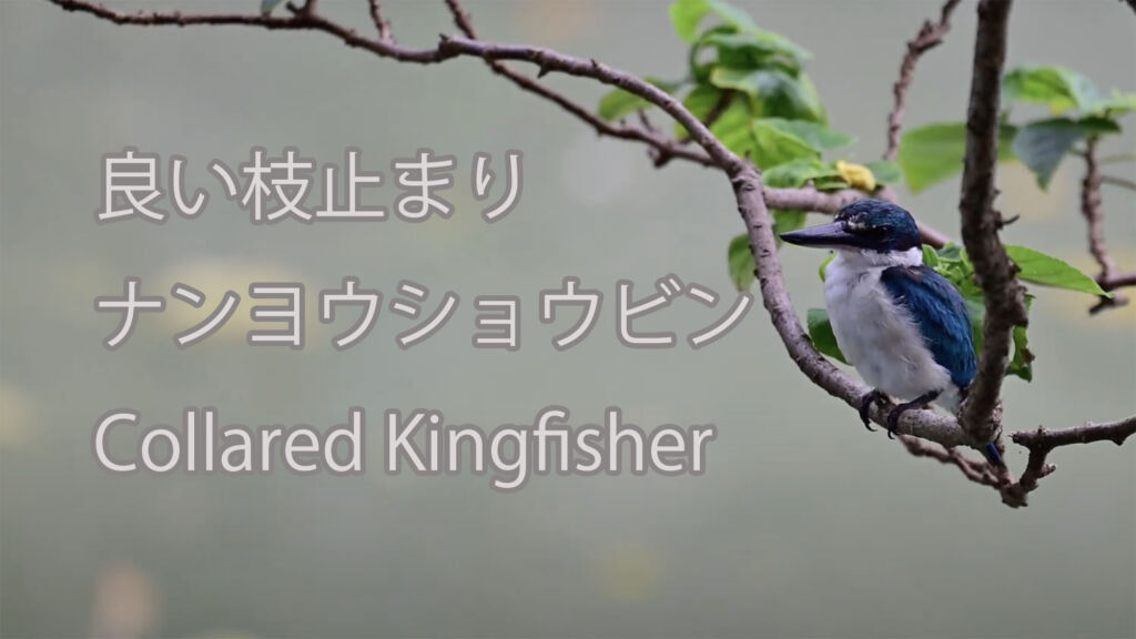 【良い枝止まり】ナンヨウショウビン Collared Kingfisher