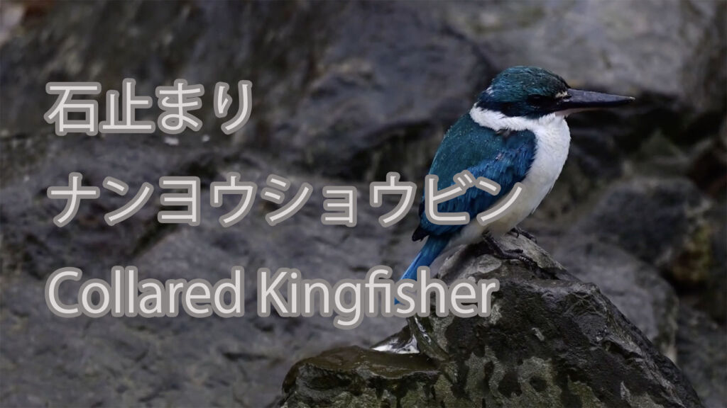 【石止まり】ナンヨウショウビン Collared Kingfisher