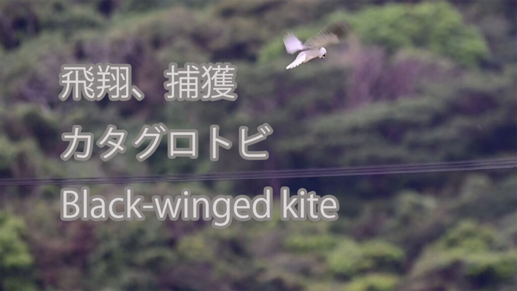 【飛翔、捕獲】カタグロトビ Black-winged kite