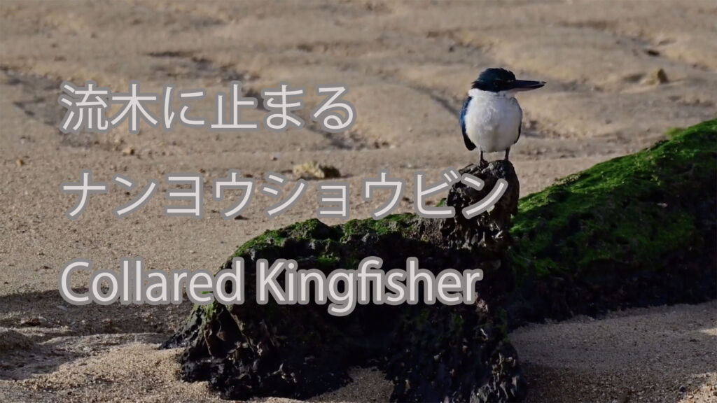 【流木に止まる】ナンヨウショウビン Collared Kingfisher