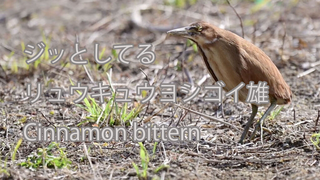 【ジッとしてる】リュウキュウヨシゴイ雄 Cinnamon bittern