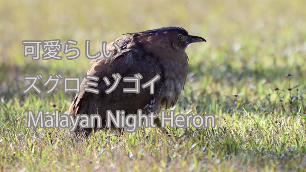 【可愛らしい】ズグロミゾゴイ Malayan Night Heron