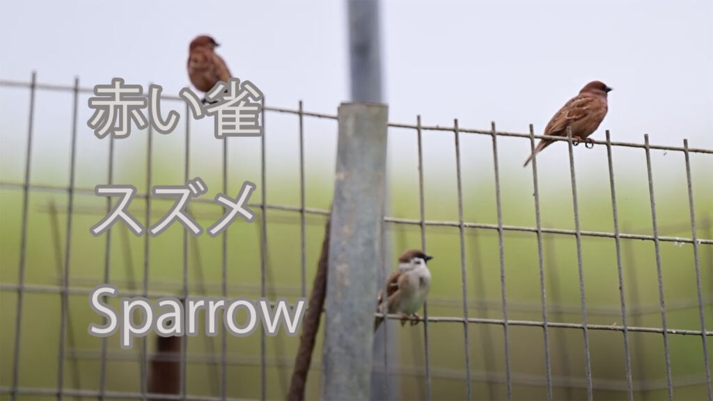 【赤い雀】スズメ Sparrow