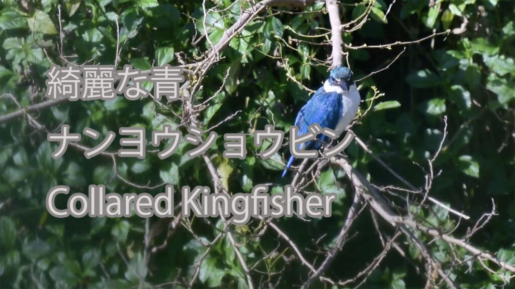 【綺麗な青】ナンヨウショウビン Collared Kingfisher