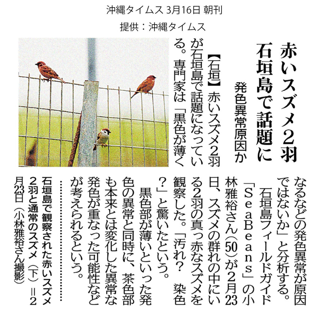 沖縄タイムス 3月16日朝刊　「赤いスズメ2羽 石垣島で話題に」