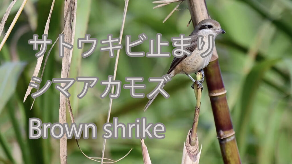 【サトウキビ止まり】シマアカモズ Brown shrike