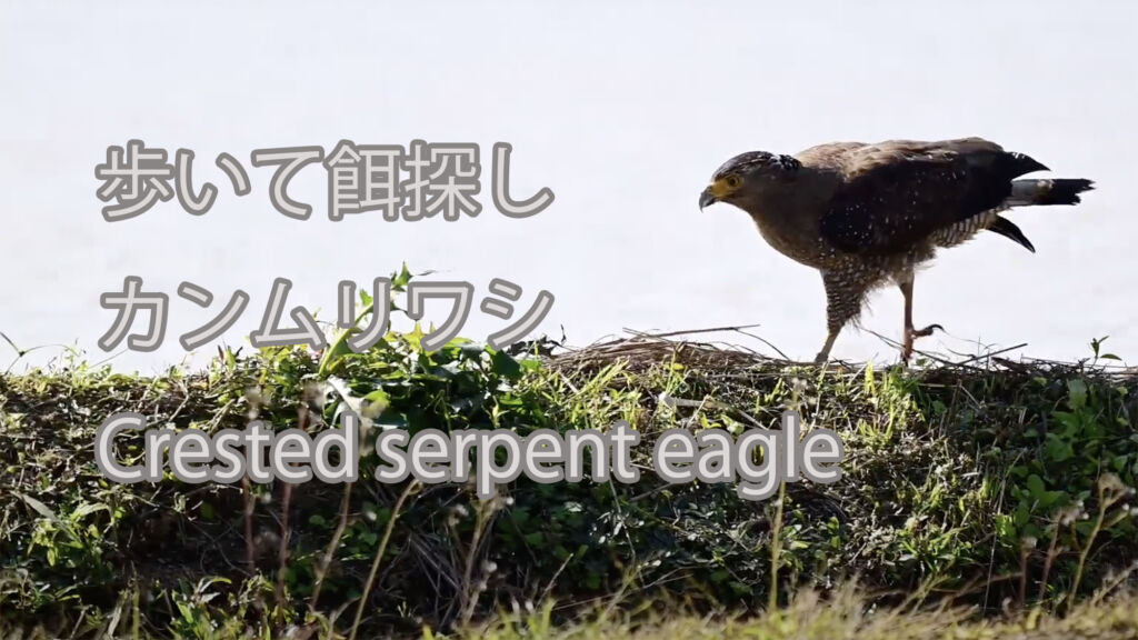 【歩いて餌探し】カンムリワシ Crested serpent eagle