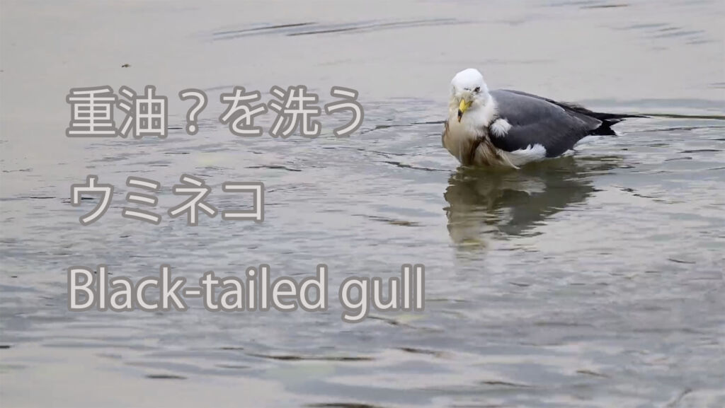 【重油？を洗う】ウミネコ Black-tailed gull