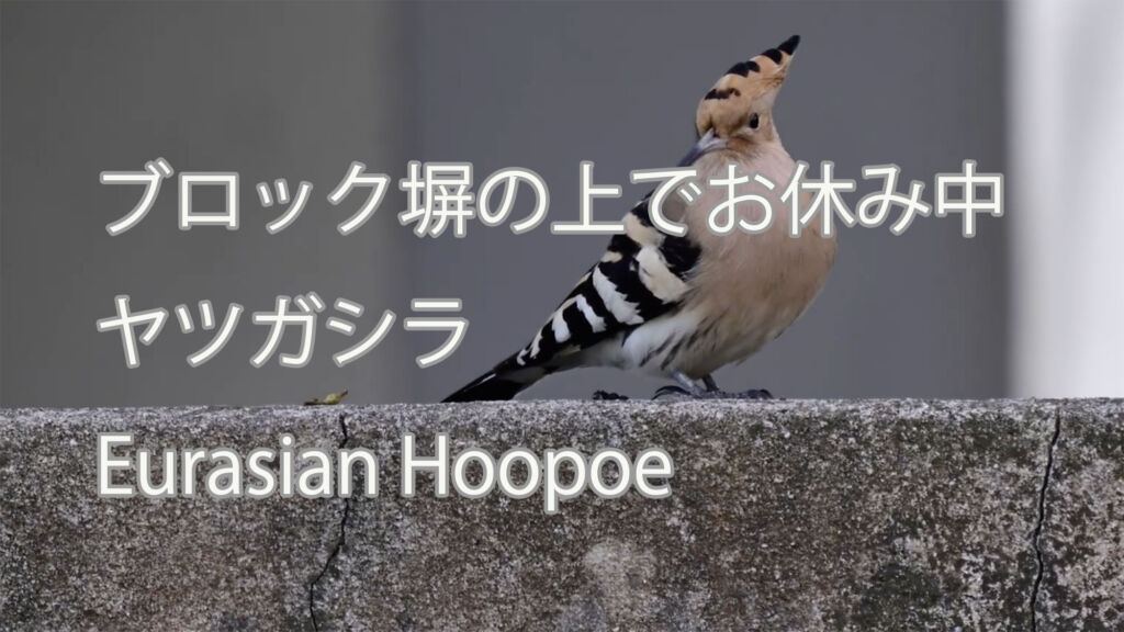 【ブロック塀の上でお休み中】ヤツガシラ　 Eurasian Hoopoe