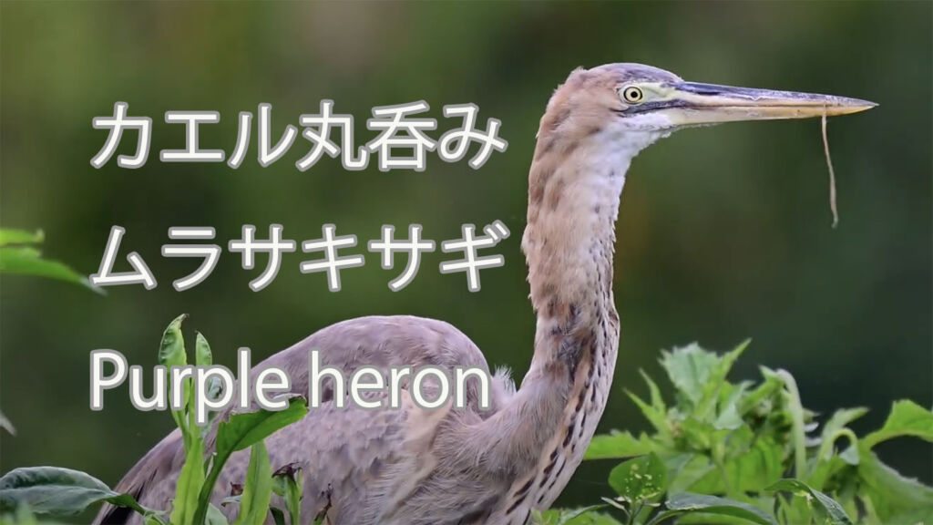 【カエル丸呑み】ムラサキサギ Purple heron