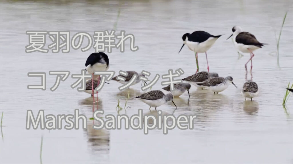 【夏羽の群れ】コアオアシシギ Marsh Sandpiper