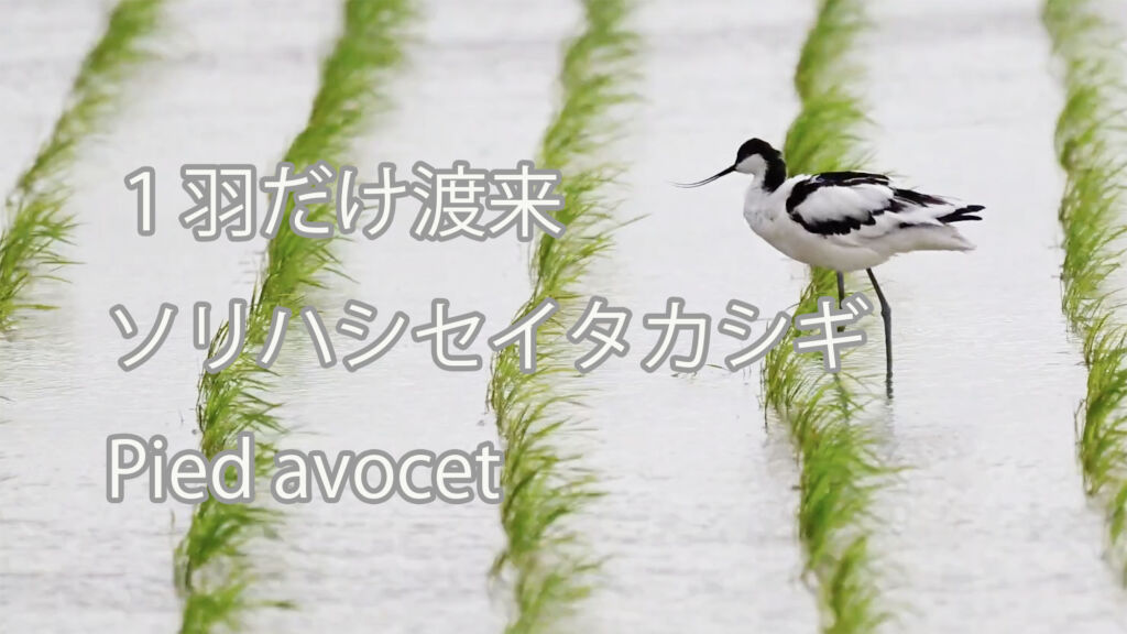 【１羽だけ渡来】ソリハシセイタカシギ Pied avocet