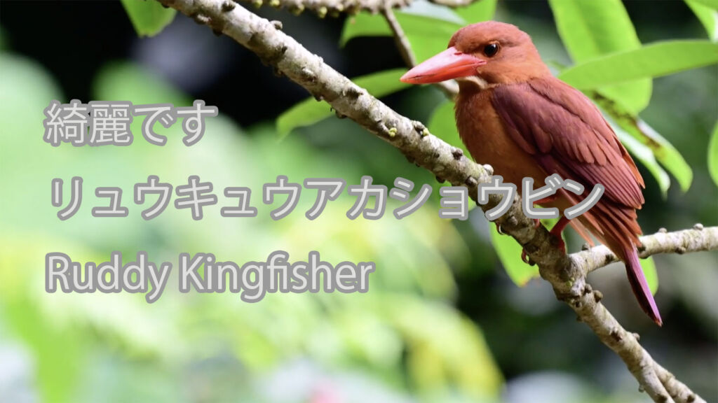 【綺麗です】 リュウキュウアカショウビン  Ruddy Kingfisher
