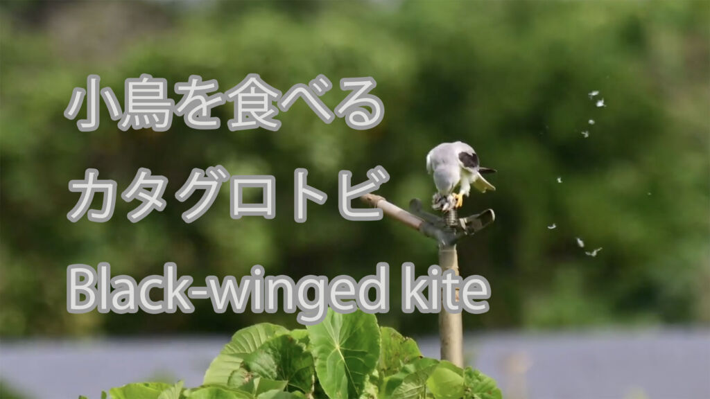 【小鳥を食べる】カタグロトビ Black-winged kite