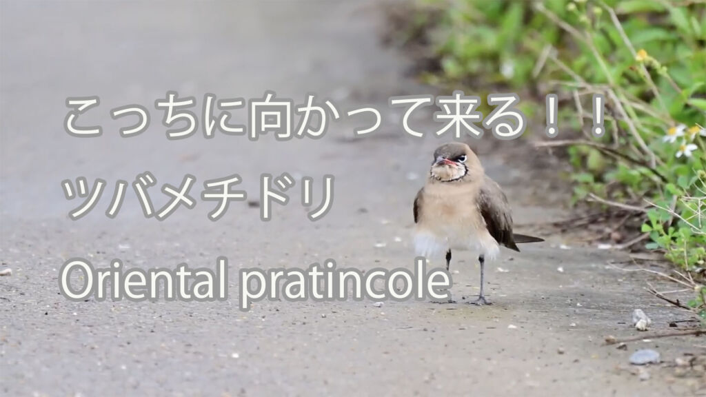【こっちに向かって来る！！】ツバメチドリ Oriental pratincole