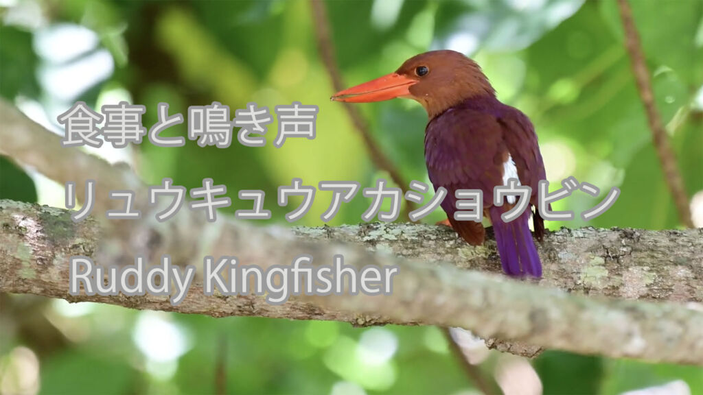 【食事と鳴き声】リュウキュウアカショウビン Ruddy Kingfisher