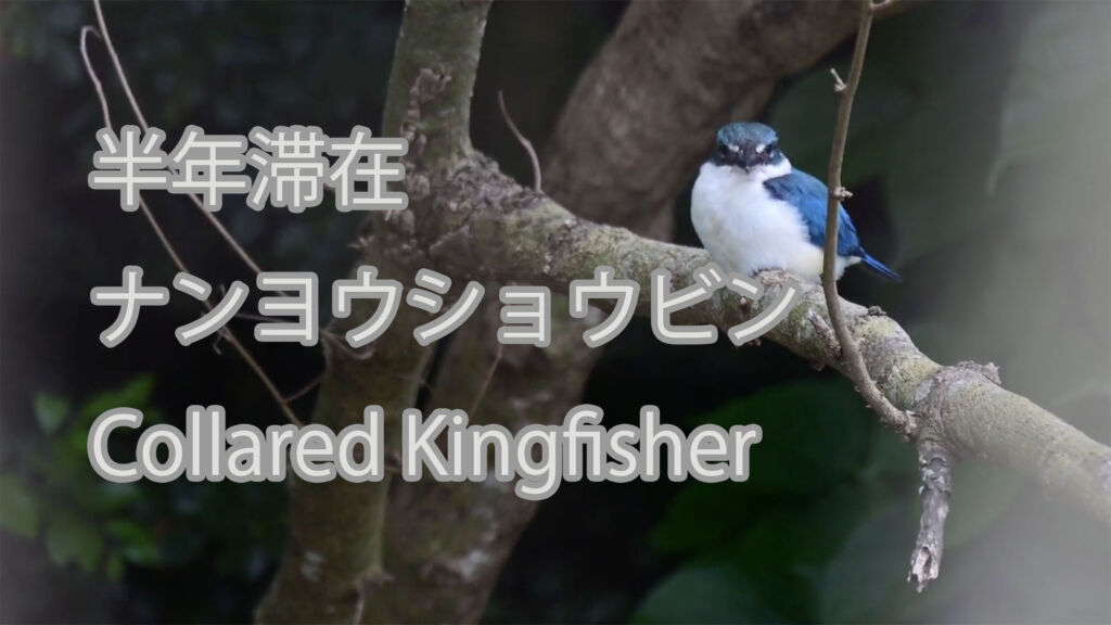 【半年滞在】ナンヨウショウビン Collared Kingfisher