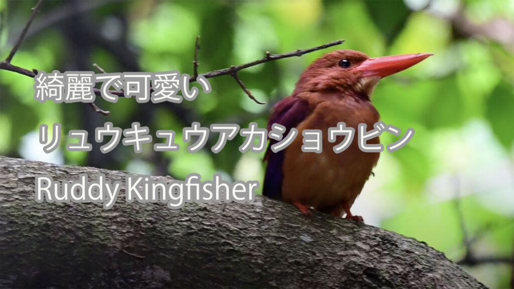 【綺麗で可愛い】リュウキュウアカショウビン Ruddy Kingfisher