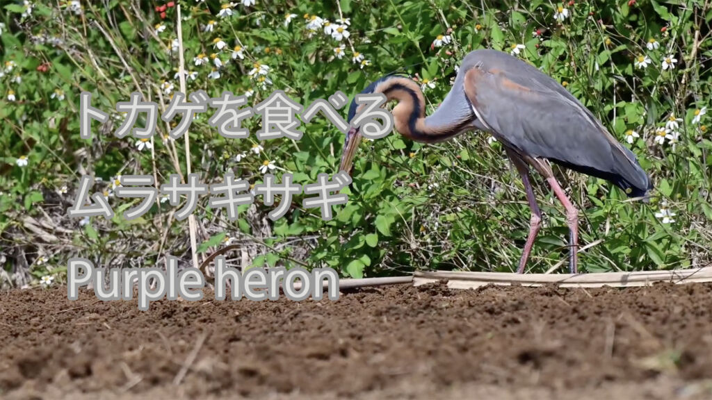 【トカゲを食べる】ムラサキサギ Purple heron