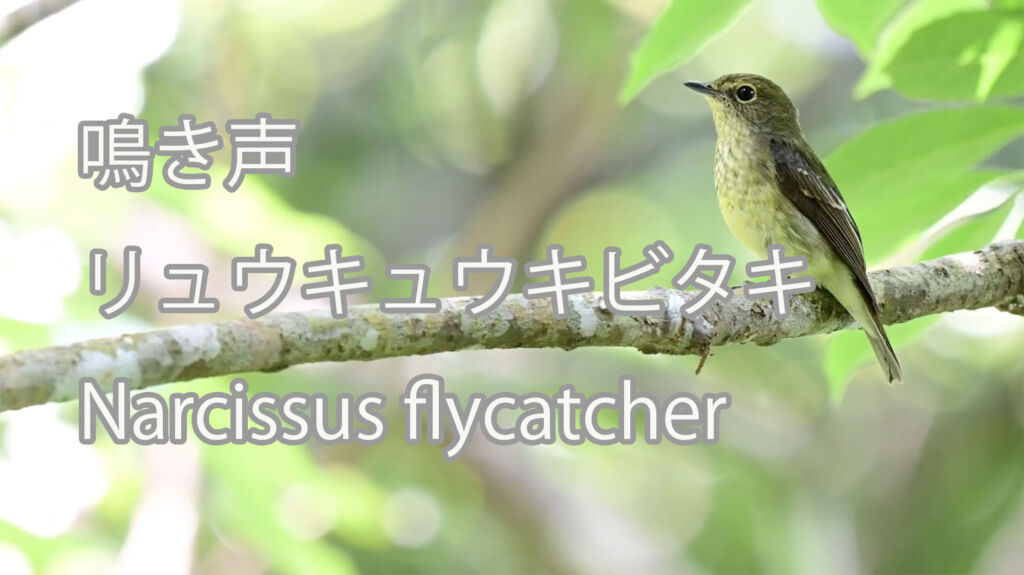 【鳴き声】リュウキュウキビタキ Narcissus flycatcher