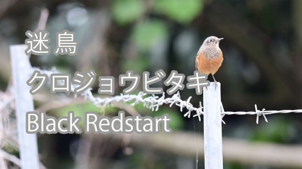 【迷鳥】クロジョウビタキ Black Redstart