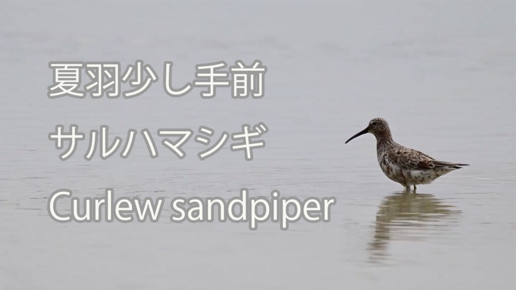 【夏羽少し手前】サルハマシギ Curlew sandpiper