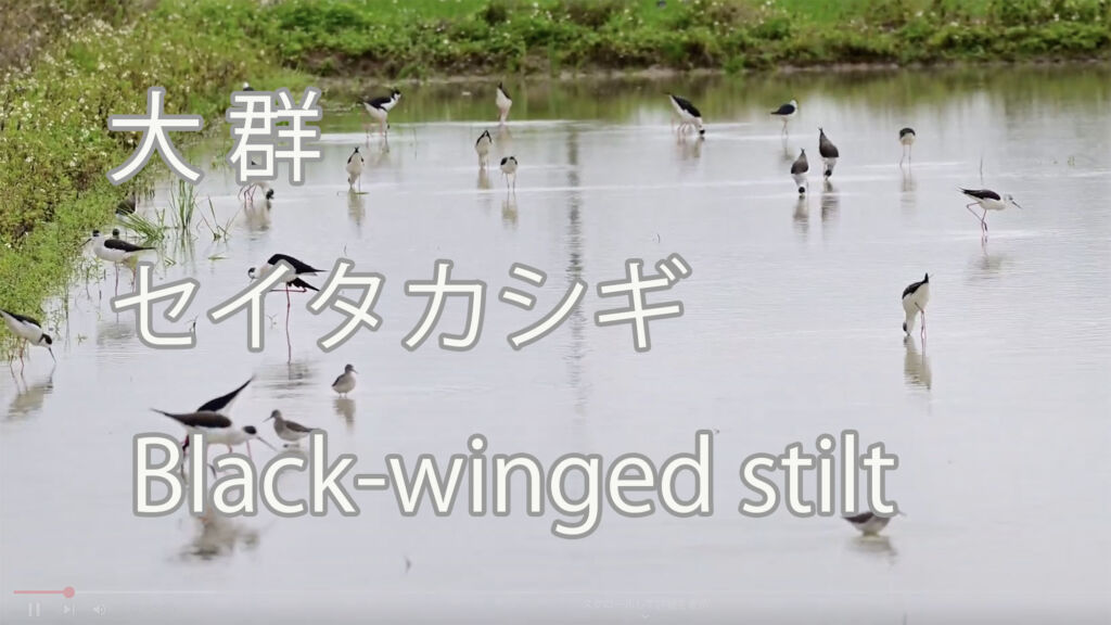 【大群】セイタカシギ Black-winged stilt