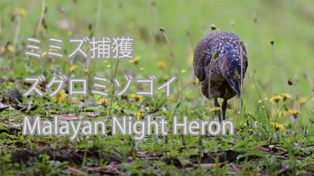 【ミミズ捕獲】ズグロミゾゴイ Malayan Night Heron