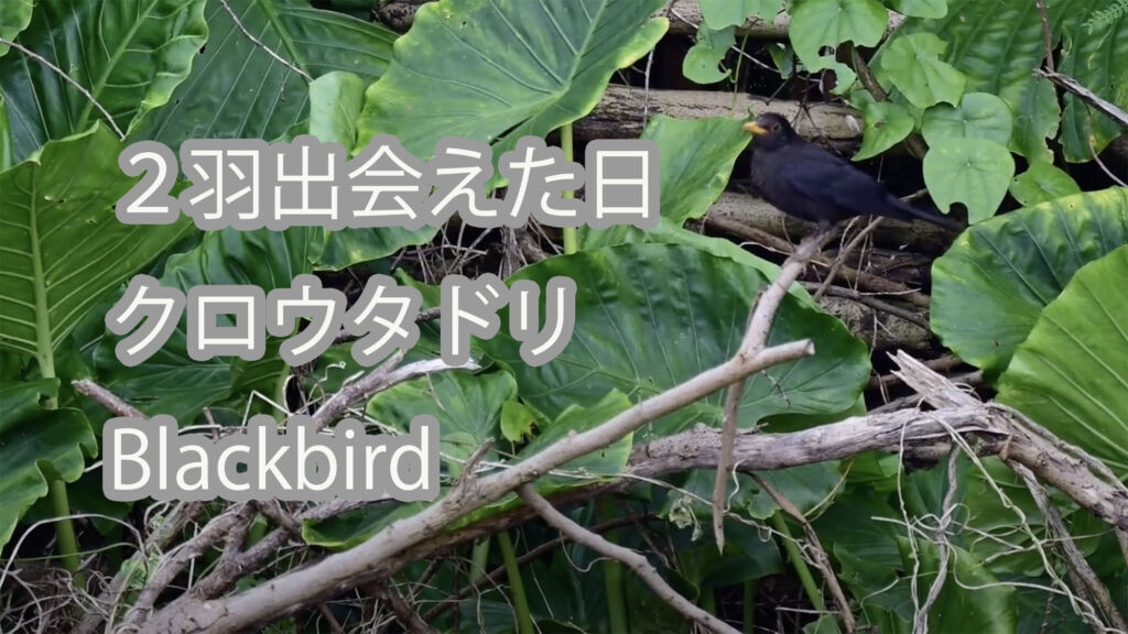 【２羽出会えた日】クロウタドリ Blackbird