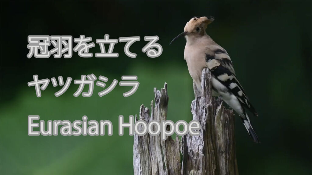 【冠羽を立てる】ヤツガシラ Eurasian Hoopoe