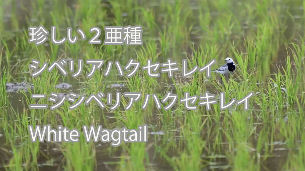 【珍しい２亜種】シベリアハクセキレイとニシシベリアハクセキレイ White Wagtail