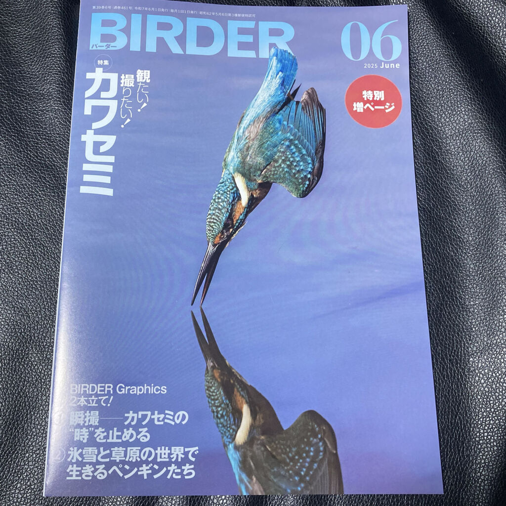 BIRDER バーダー 6月号　「ナンヨウショウビン」