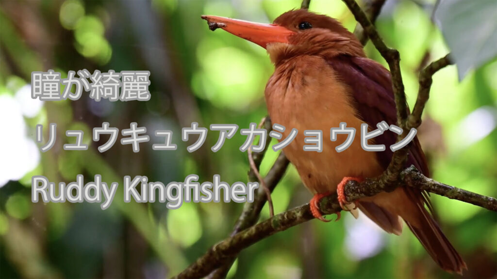 【瞳が綺麗】リュウキュウアカショウビン Ruddy Kingfisher