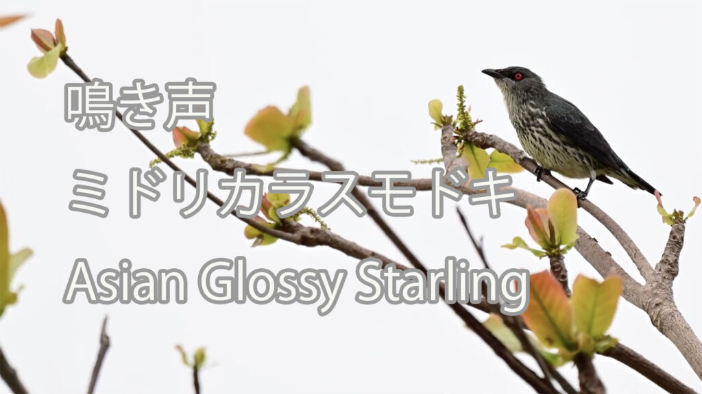 【鳴き声】 ミドリカラスモドキ  Asian Glossy Starling
