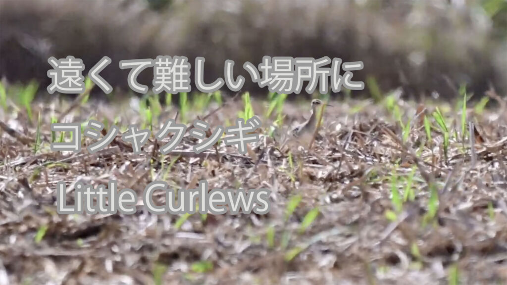 【遠くて難しい場所に】コシャクシギ Little Curlews