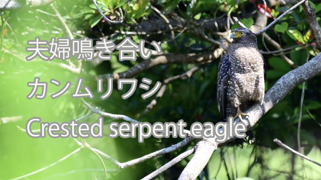 【夫婦鳴き合い】カンムリワシ Crested serpent eagle