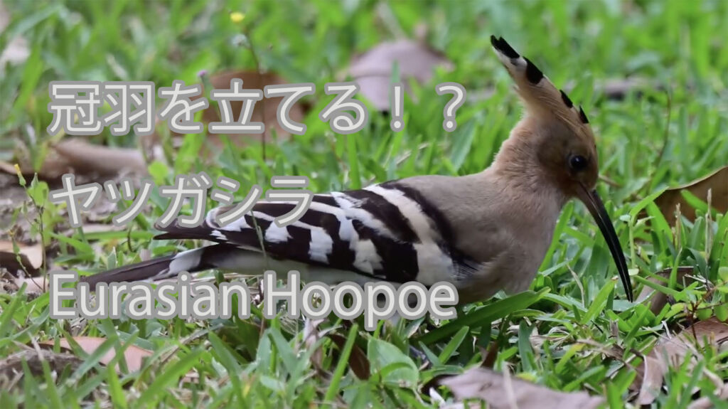 【冠羽を立てる！？】ヤツガシラ Eurasian Hoopoe