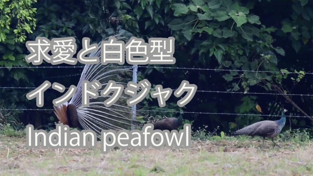 【求愛と白色型】インドクジャク Indian peafowl