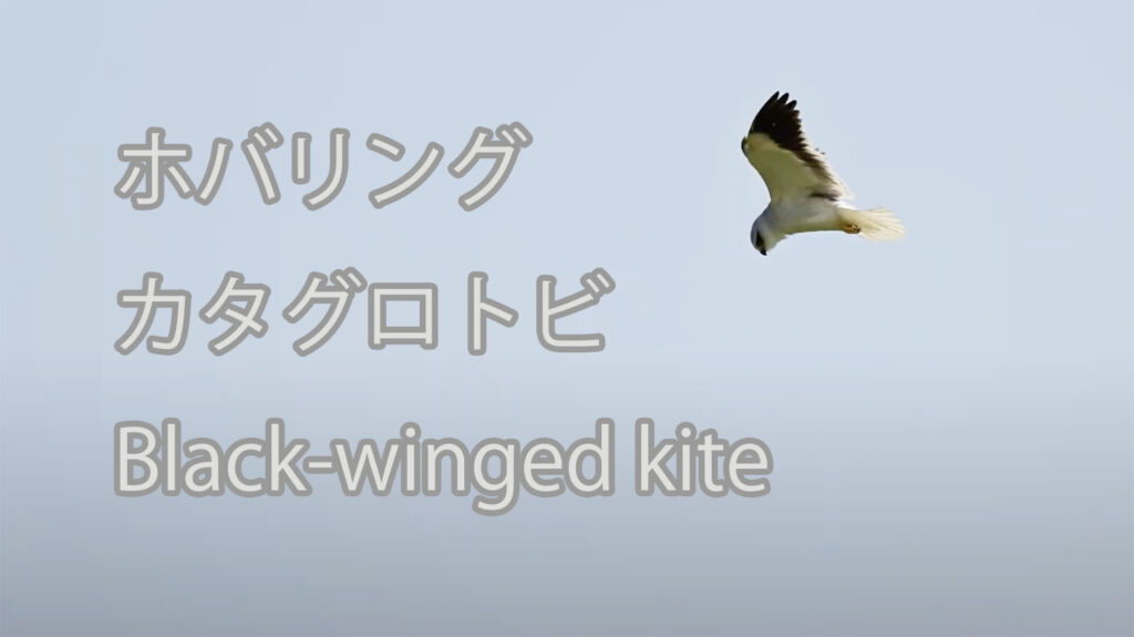 【ホバリング】カタグロトビ Black-winged kite