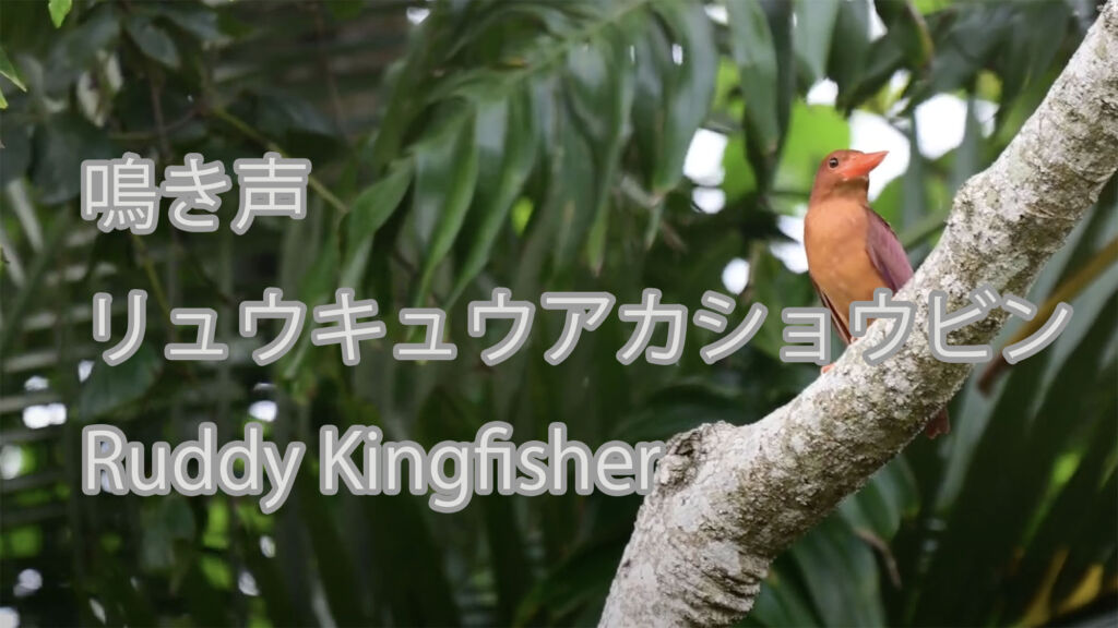 【鳴き声】リュウキュウアカショウビン Ruddy Kingfisher