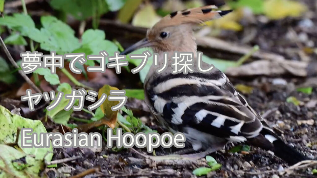 【夢中でゴキブリ探し】ヤツガシラ Eurasian Hoopoe