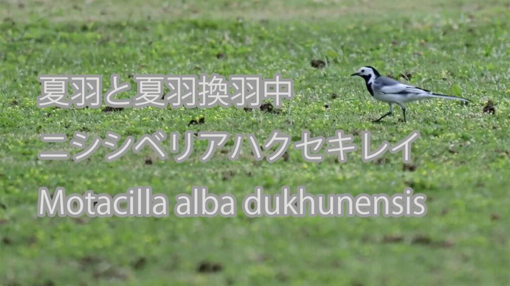 【夏羽と夏羽換羽中】ニシシベリアハクセキレイMotacilla alba dukhunensis