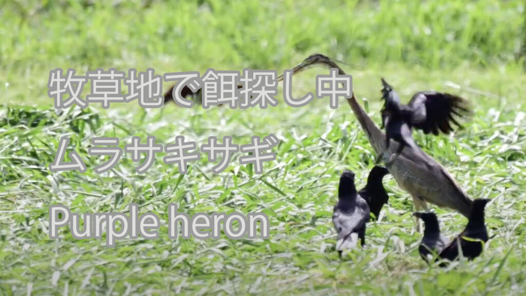 【牧草地で餌探し中】ムラサキサギ Purple heron