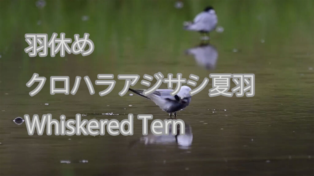【羽休め】クロハラアジサシ夏羽 Whiskered Tern