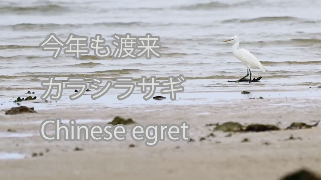 【今年も渡来】カラシラサギ Chinese egret